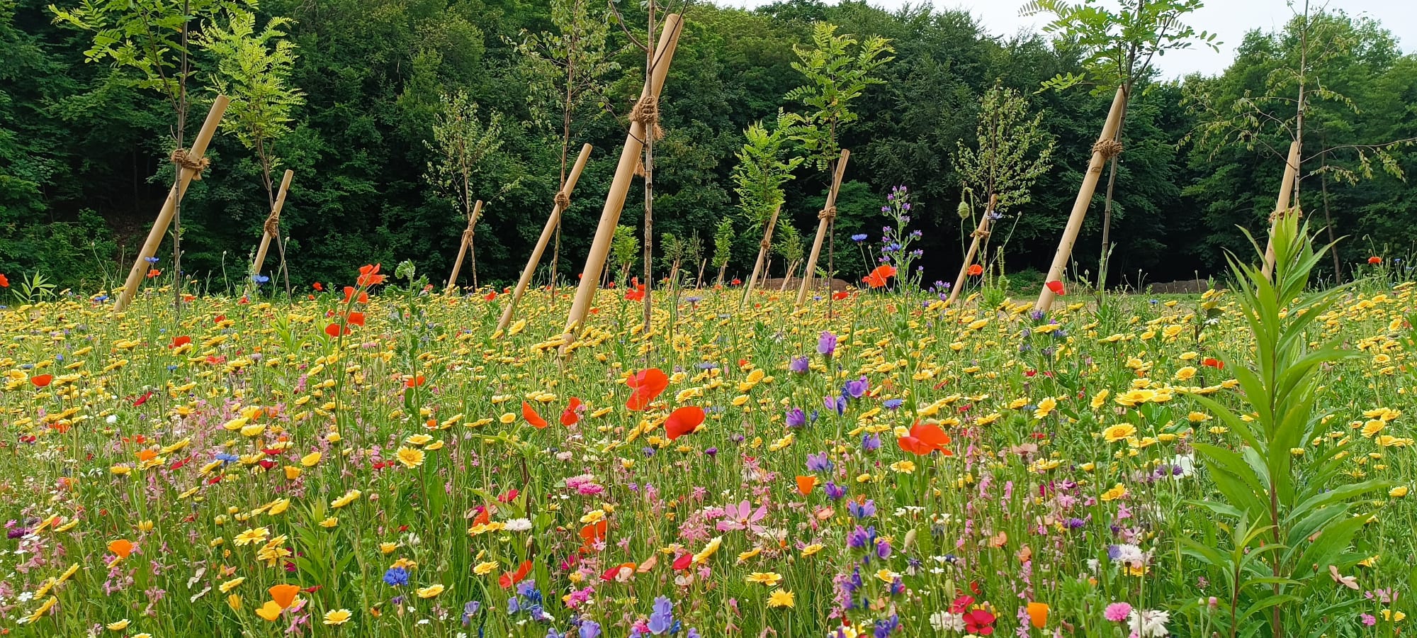Blumenbeet und Bäume