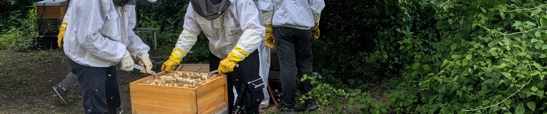 Hellberg-Bienen sind fleißig