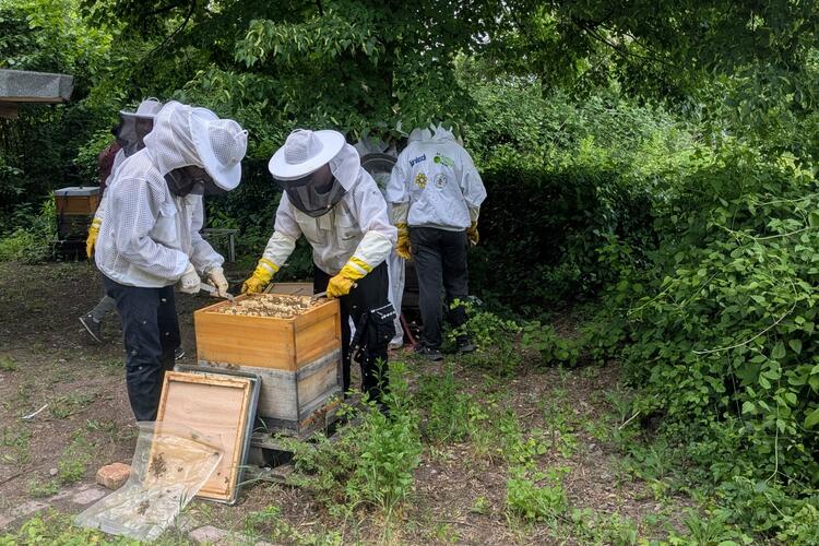 Hellberg-Bienen sind fleißig